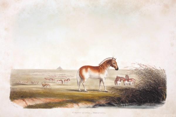 Thiệp chúc mừng lớn Quagga