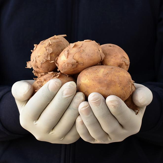 Potato