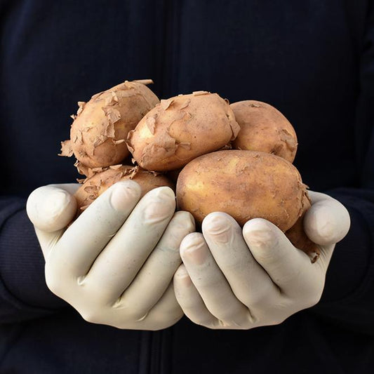 Potato