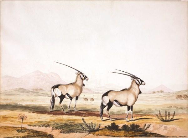 Thiệp chúc mừng cỡ lớn Oryx