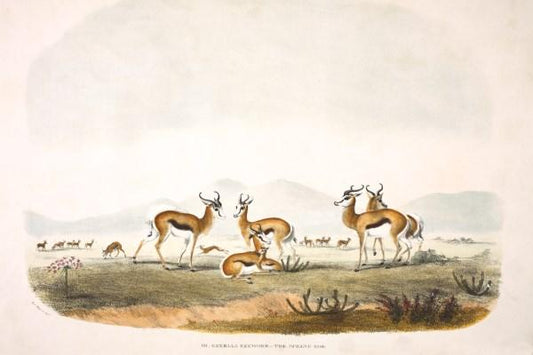 Thiệp mừng lớn Springbok