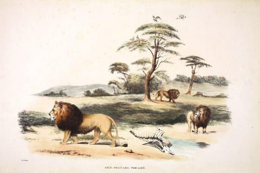 Lion small greeting card