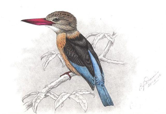 Thiệp chúc mừng nhỏ hình chú chim di sản Finch-Davies, Bộ 2