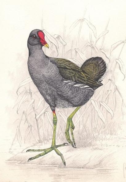 Thiệp chúc mừng nhỏ Moorhen