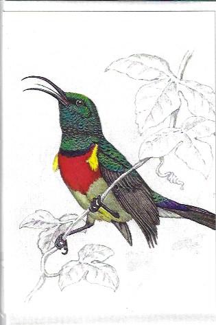 Thiệp chúc mừng nhỏ Sunbird có cổ đôi lớn hơn